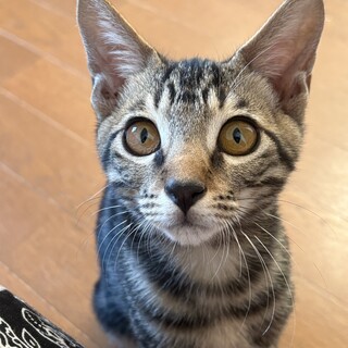 膝の上が大好き！甘えん坊のキジトラ男子