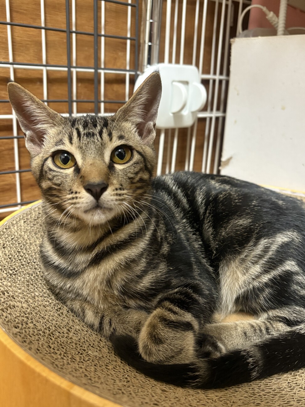 膝の上が大好き！甘えん坊のキジトラ男子 サムネイル2