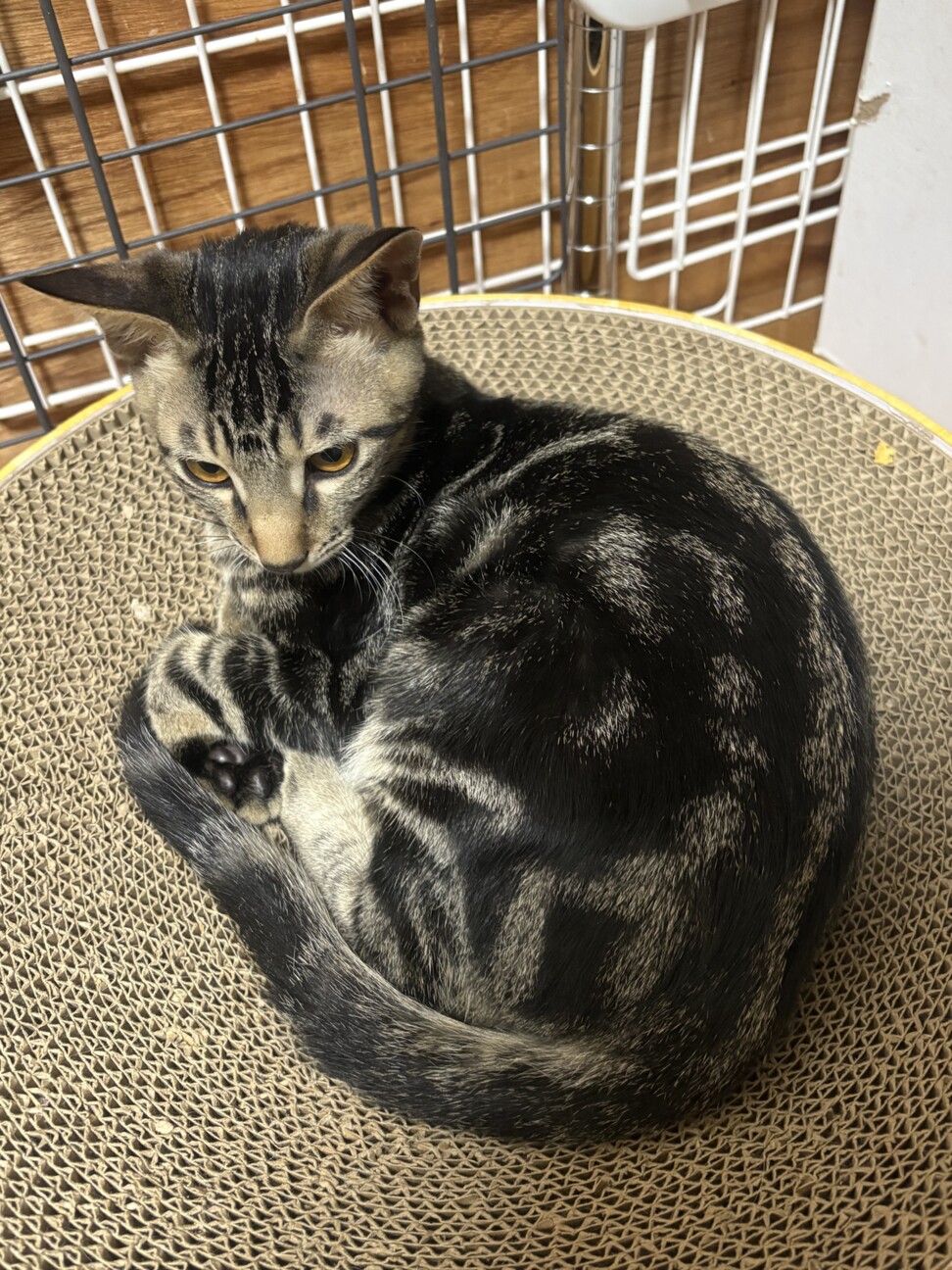 膝の上が大好き！甘えん坊のキジトラ男子 サムネイル3