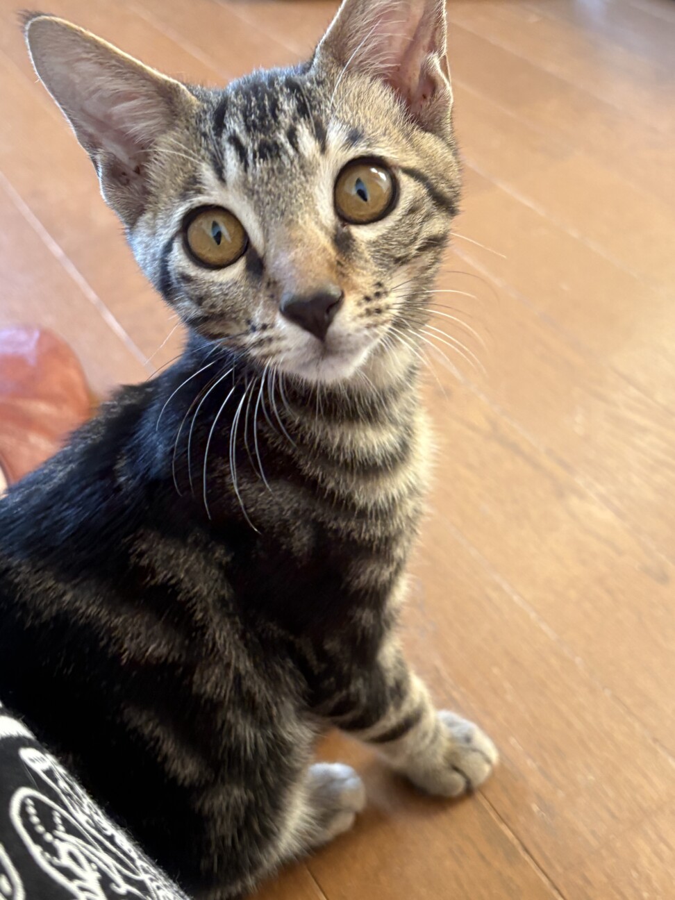 膝の上が大好き！甘えん坊のキジトラ男子 サムネイル4