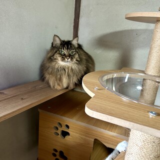 長毛で、お顔がとても可愛い女の子