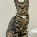 チャームポイントは胸の白毛！人馴れ努力中男子