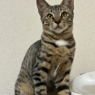 チャームポイントは胸の白毛！人馴れ努力中男子