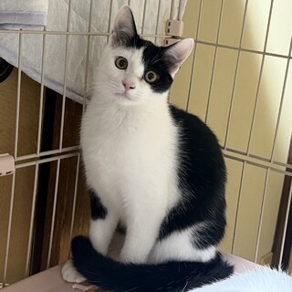 白黒兄妹のりんくん