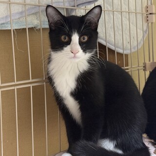 白黒兄妹のはっちちゃん