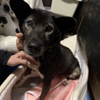 テラ(旧ペン)ちゃん