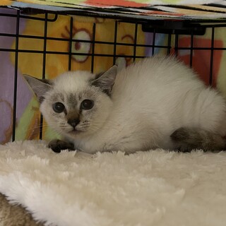 4ヶ月シャムmix女の子優（ゆう）ちゃん