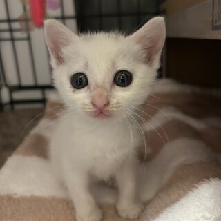 2ヶ月白猫女の子でこちゃん（キトンキャップあり）
