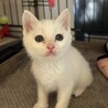 2ヶ月白猫女の子でこちゃん（キトンキャップあり） サムネイル2