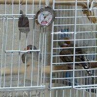 キンくん、キンちゃん