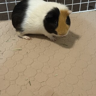 モルモットの里親を探しています