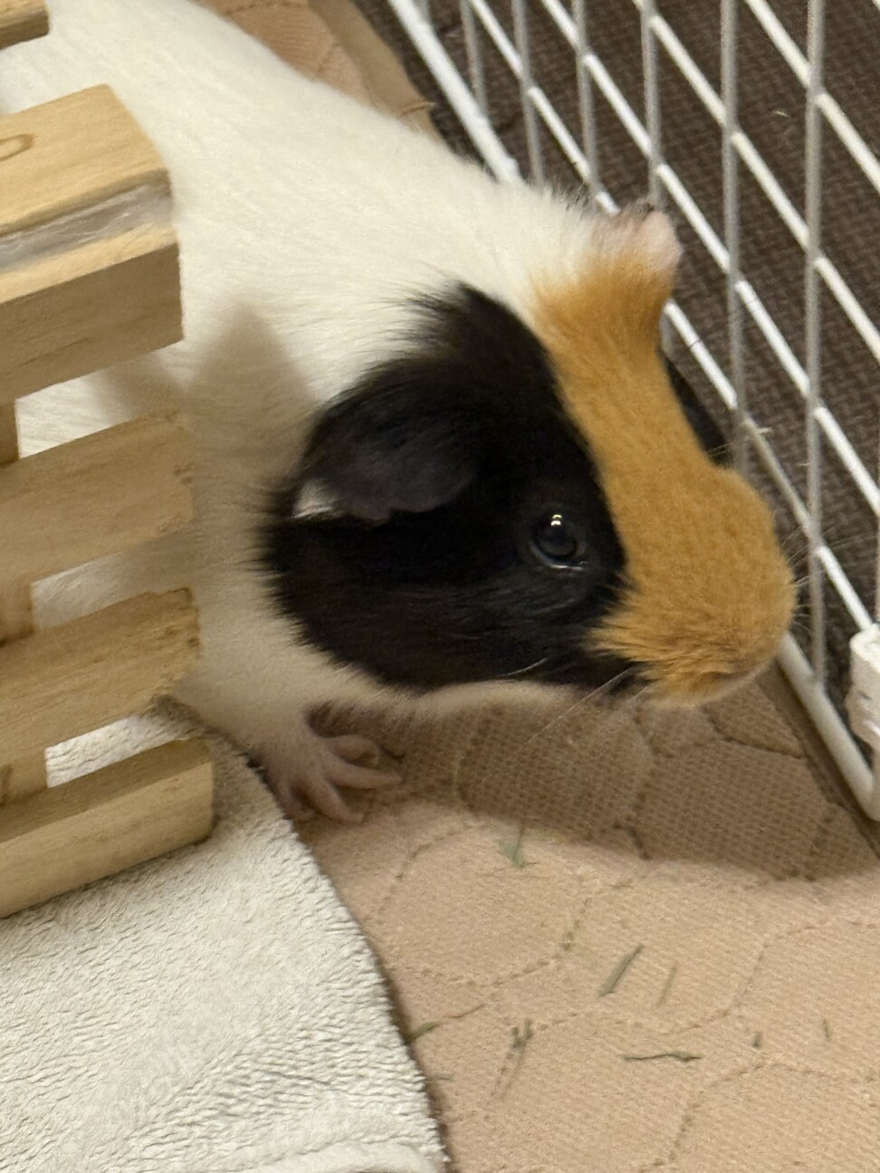 モルモットの里親を探しています サムネイル2