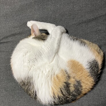 の写真