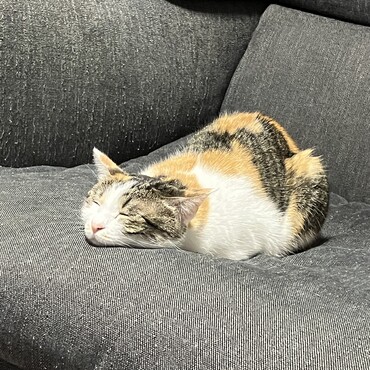の写真