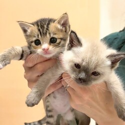 まだら家 サムネイル2