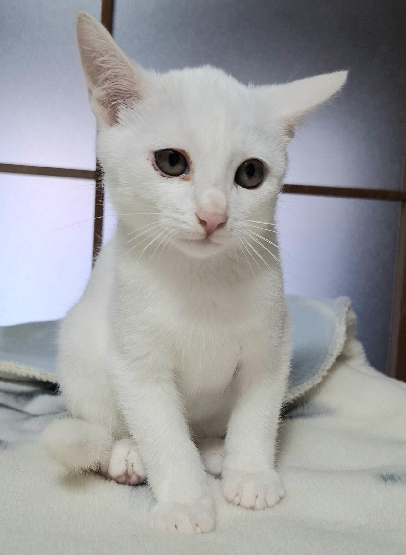 白猫♡レオくん サムネイル1