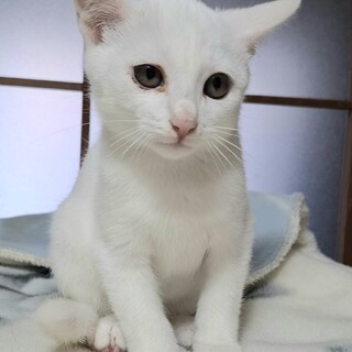 白猫♡レオくん