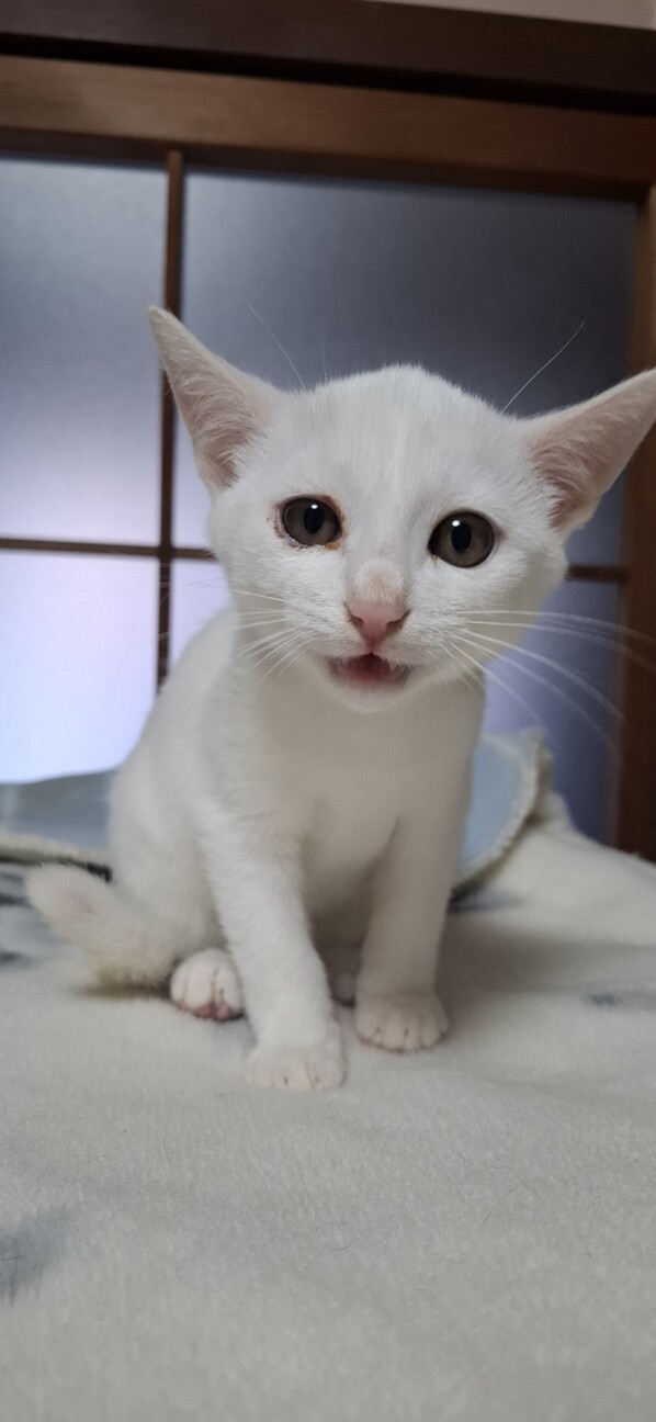 白猫♡レオくん サムネイル3