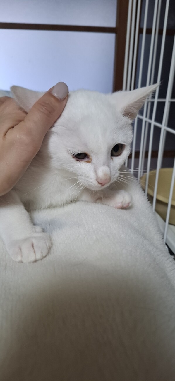 白猫♡レオくん サムネイル5