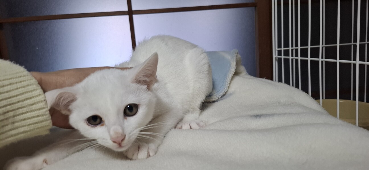 白猫♡レオくん サムネイル6