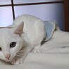 白猫♡レオくん サムネイル6