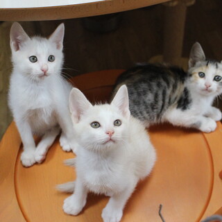 ゴロゴロが止まらない千秋楽兄妹です