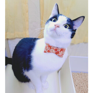 【12/7譲渡会】ちょっぴりビビリのオレオ君