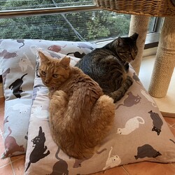 キジトラ、チャトラ