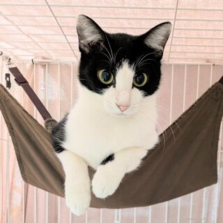 しっかり者の美しいお姉ちゃん