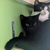 しっかり者の美しいお姉ちゃん サムネイル4
