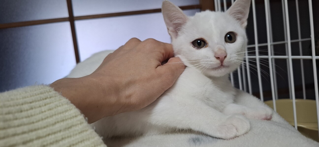 白猫♡レオくん サムネイル4