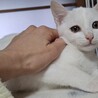 白猫♡レオくん サムネイル4