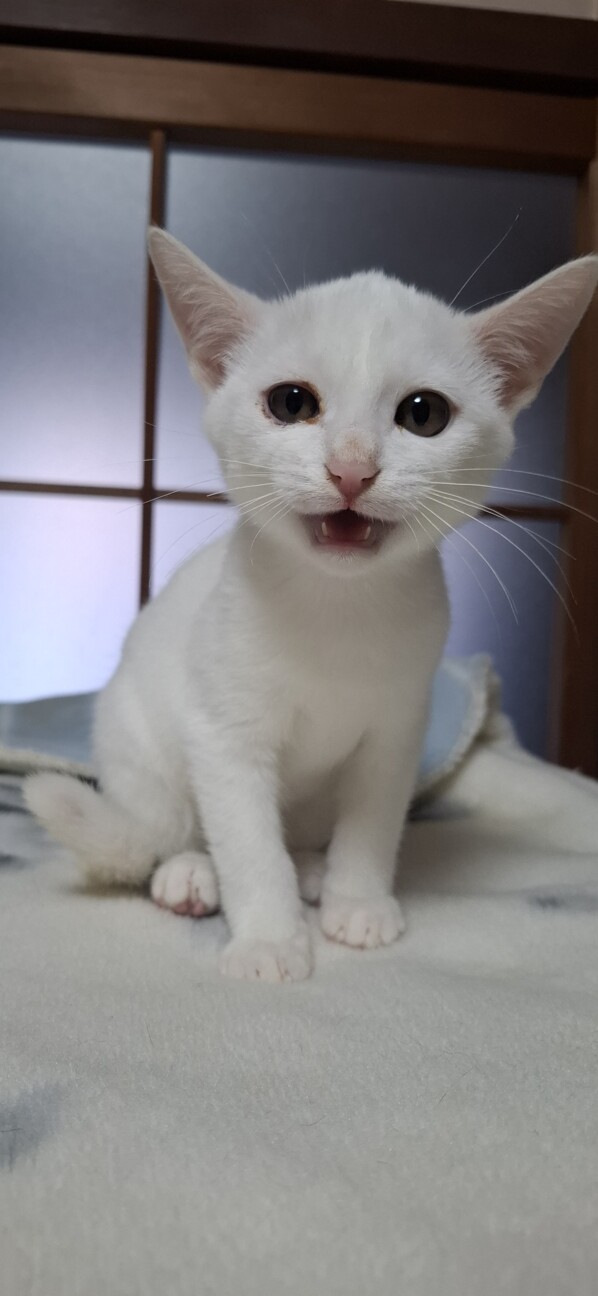 白猫♡レオくん サムネイル2