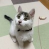 コロコロ丸い子犬の様な子猫！ サムネイル2