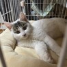 コロコロ丸い子犬の様な子猫！ サムネイル3