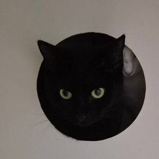 怖がりだけど愛らしい黒猫嬢