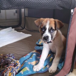 ぼんちゃんとおすわり