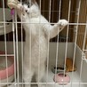 コロコロ丸い子犬の様な子猫！ サムネイル5