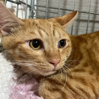 里親決定。ピューマ君去勢済み