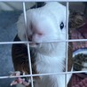 ちゃんココママ