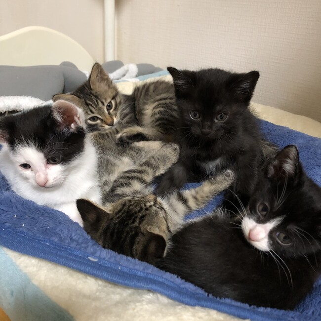 にゃ〜〜ごのカバー写真