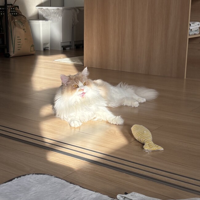 ツナマユ79のカバー写真