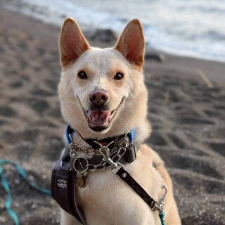 人懐っこい甲斐犬ぽてとくん