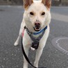 人懐っこい甲斐犬ぽてとくん サムネイル2