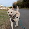 人懐っこい甲斐犬ぽてとくん サムネイル4