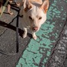 人懐っこい甲斐犬ぽてとくん サムネイル5