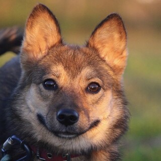甘えたでまだまだ子犬みたいな『すずめ』♡