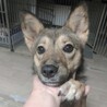 甘えたでまだまだ子犬みたいな『すずめ』♡ サムネイル5