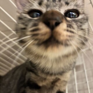 八丈島からはるばるやってきたレモンちゃんです！