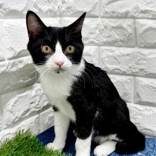 【11/23東日本橋】好奇心のかたまり♡ボンベくん